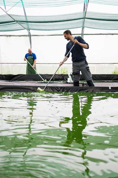 Spiruline française certifiée Bio produite en France-Vendée-Bretagne Ferme aquacole artisanale