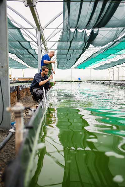 Ferme aquacole artisanale Spiruline française certifiée Bio produite en France-Vendée-Bretagne